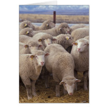 Sheep Greeting Cards