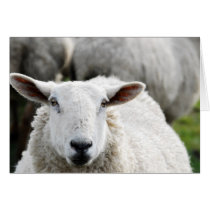 Sheep cards by photocatseyes Sheep cards