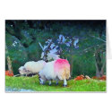 Sheep  cards