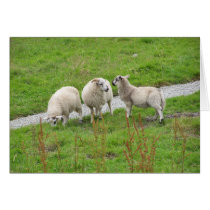 sheep cards by katmal sheep cards
