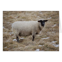 Sheep card