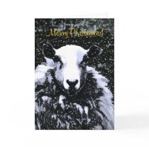 SHEEP GREETING CARDS