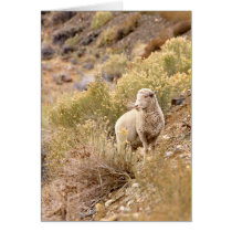 Sheep Cards