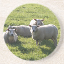 Sheep Coasters