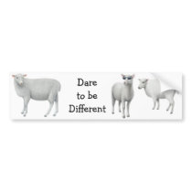 Sheep Dare to be Different Bumper Sticker bumper stickers