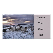 Sheep - Dutch Winter Photo Cards