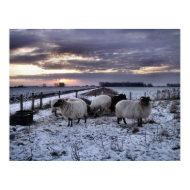 Sheep - Dutch Winter print
