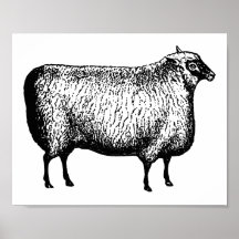 Sheep Engraving