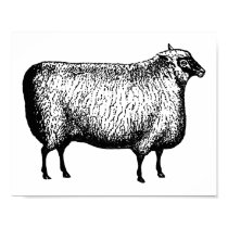 Sheep engraving Print posters