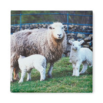 Sheep Family Fridge Magnet
