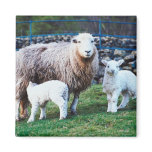 Sheep Family magnets