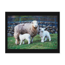 Sheep Family Post Card