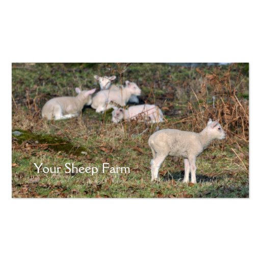 Sheep farm business card (front side)