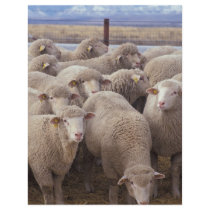 Sheep flyers by GPArkive Sheep flyers