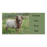 Sheep - Fox colored Ram photo cards