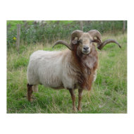 Sheep - Fox colored Ram print