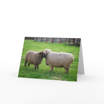 Sheep friends card