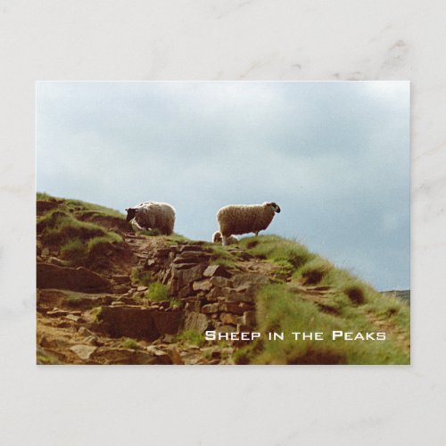 Sheep graze Peak District UK postcard postcard