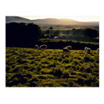 Sheep Grazing, North Island Post Card