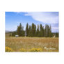 Sheep Herder Montana Postcard