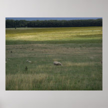 Sheep in a Field Print