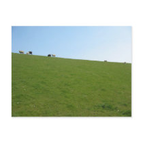 Sheep in Holland Photo Card Post Card