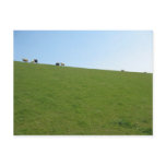 Sheep in Holland Photo Card Post Card
