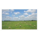 Sheep in Pasture Small Photo Card Business Card