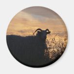 Sheep - in Silhouette Magnet
