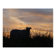 Sheep - in silhouette print