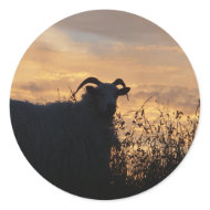 Sheep - in Silhouette sticker