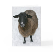Sheep in snow greeting card