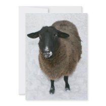 Sheep in snow custom invites