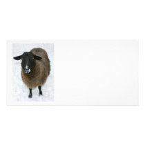 Sheep in snow customized photo card