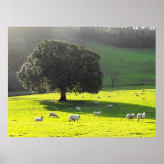 bright sunny day in lush green field english welsh countryside with sheep and lambs poster