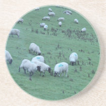 Sheep in Wales coaster