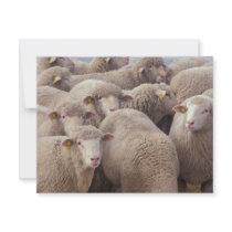 Sheep invitations by GPArkive Sheep invitations