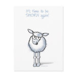 sheep, salon, shorn, shear, hair, cut, happy,
