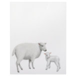 Sheep &amp; Lamb Letterhead