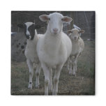 SHEEP & LAMBS PHOTOGRAPHY magnets