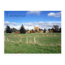 sheep landscape post card
