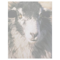 Sheep Custom Letterhead