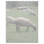 Sheep Letterhead