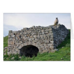 sheep Lime Kiln Post card