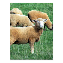 sheep looks post card