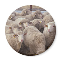Sheep Fridge Magnets