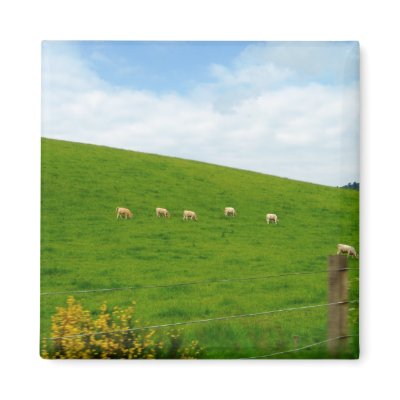 SHEEP! Magnet by daceygurl