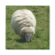 Sheep Magnet magnets