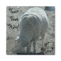 Sheep magnets