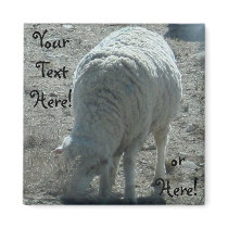 Sheep magnets